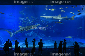 沖縄美ら海水族館 の画像素材 日本 国 地域の写真素材ならイメージナビ