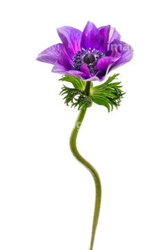 アネモネ 白 紫色 の画像素材 花 植物の写真素材ならイメージナビ