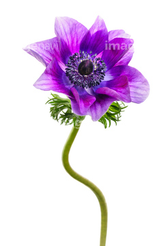 アネモネ 白 紫色 の画像素材 花 植物の写真素材ならイメージナビ