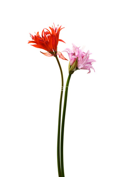 ネリネ の画像素材 花 植物の写真素材ならイメージナビ