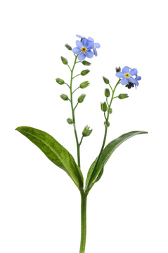 勿忘草 綺麗 青色 の画像素材 花 植物 イラスト Cgの写真素材ならイメージナビ