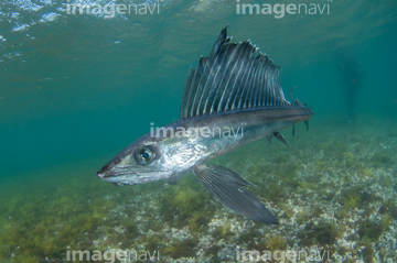 深海生物 の画像素材 生き物 イラスト Cgの写真素材ならイメージナビ