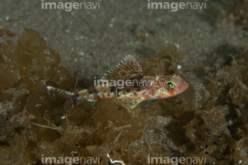 深海生物 の画像素材 生き物 イラスト Cgの写真素材ならイメージナビ