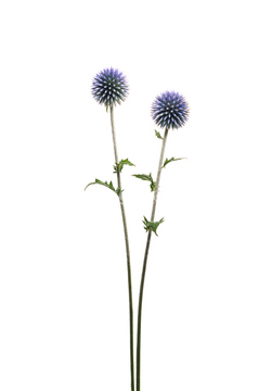 ルリタマアザミ の画像素材 花 植物の写真素材ならイメージナビ