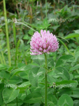 紫詰草 シロツメクサ の画像素材 大地 自然 風景の写真素材ならイメージナビ