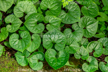 葵 フタバアオイ の画像素材 葉 花 植物の写真素材ならイメージナビ