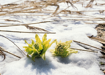 雪解け 春 昼 の画像素材 健康管理 ライフスタイルの写真素材ならイメージナビ