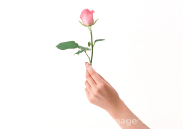 花 片手 バラ の画像素材 花 植物の写真素材ならイメージナビ
