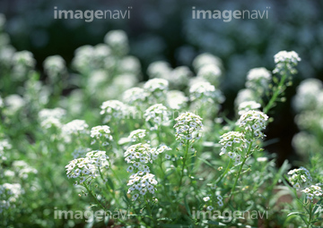 ナズナ の画像素材 その他植物 花 植物の写真素材ならイメージナビ