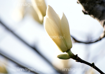 ハクモクレン つぼみ の画像素材 樹木 花 植物の写真素材ならイメージナビ
