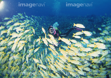 熱帯魚 の画像素材 生き物 イラスト Cgの写真素材ならイメージナビ