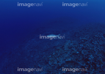 海中 海底 深海 の画像素材 海 自然 風景の写真素材ならイメージナビ