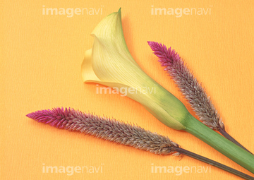 セロシアシャロン の画像素材 花 植物の写真素材ならイメージナビ