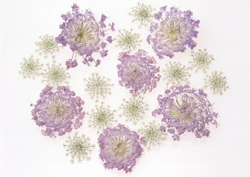 ブルーレースフラワー の画像素材 花 植物の写真素材ならイメージナビ