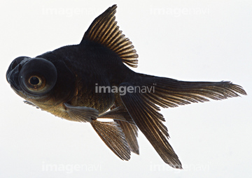 デメキン の画像素材 魚類 生き物の写真素材ならイメージナビ