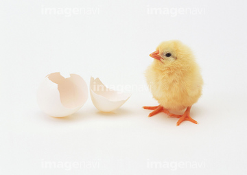 生き物 鳥類 ニワトリ ヒヨコ の画像素材 写真素材ならイメージナビ