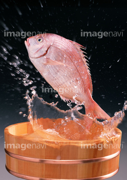 魚 跳ねる ジャンプ 動作 の画像素材 魚類 生き物の写真素材ならイメージナビ