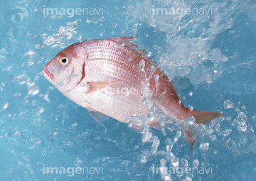 鯛 跳ねる の画像素材 魚介 食べ物の写真素材ならイメージナビ