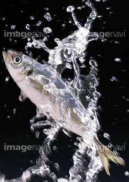 魚 跳ねる ジャンプ 動作 鮮魚 の画像素材 魚介 食べ物の写真素材ならイメージナビ