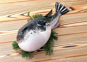 フグ の画像素材 魚介 食べ物の写真素材ならイメージナビ