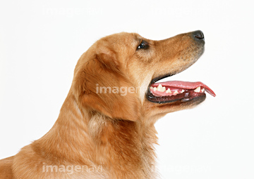 生き物 ペット 犬 横顔 の画像素材 写真素材ならイメージナビ