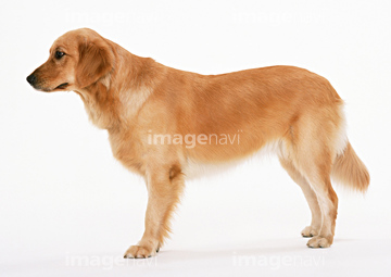 犬 横向き 茶色 の画像素材 陸の動物 生き物の写真素材ならイメージナビ