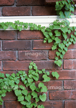 バックグラウンド 壁 レンガ 葉 の画像素材 写真素材ならイメージナビ