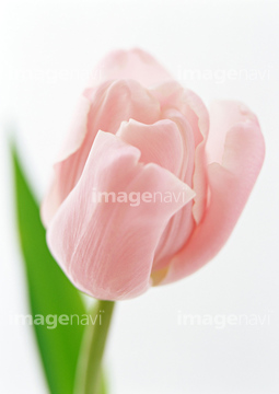 チューリップ ピンク色 ピンクダイヤモンド の画像素材 花 植物の写真素材ならイメージナビ