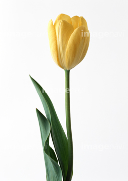 花 切り抜き チューリップ の画像素材 花 植物の写真素材ならイメージナビ