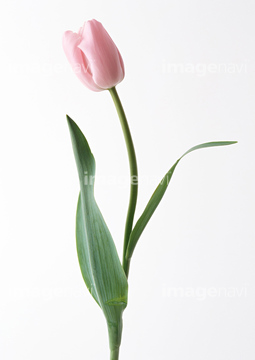 チューリップ ピンク色 ピンクダイヤモンド の画像素材 花 植物の写真素材ならイメージナビ