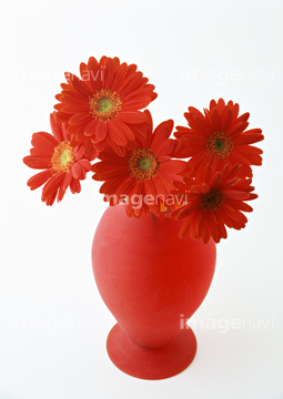 花 植物 花 ガーベラ 花瓶 の画像素材 写真素材ならイメージナビ
