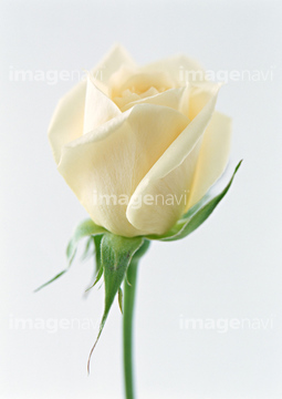 白バラ の画像素材 花 植物の写真素材ならイメージナビ