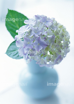 花瓶 花 アジサイ の画像素材 雑貨 日用品 オブジェクトの写真素材ならイメージナビ