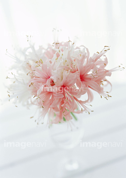 ネリネ 花 の画像素材 花 植物の写真素材ならイメージナビ