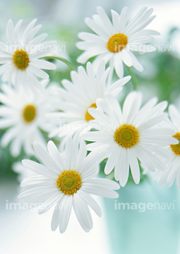 マーガレット 花瓶 かわいい の画像素材 花 植物の写真素材ならイメージナビ
