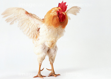 生き物 家畜 鶏 の画像素材 写真素材ならイメージナビ