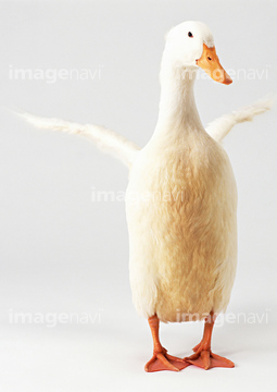 生き物 鳥類 アヒル カモ ガン 水鳥 飛ぶ の画像素材 写真素材ならイメージナビ