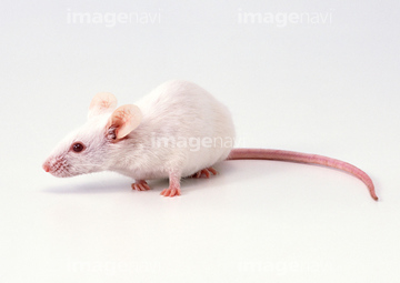 ネズミ の画像素材 陸の動物 生き物の写真素材ならイメージナビ