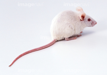 ネズミ の画像素材 陸の動物 生き物の写真素材ならイメージナビ