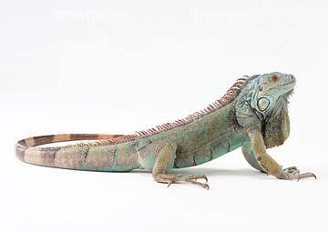 グリーンイグアナ の画像素材 爬虫類 両生類 生き物の写真素材ならイメージナビ