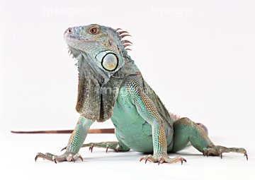 グリーンイグアナ 全身 の画像素材 爬虫類 両生類 生き物の写真素材ならイメージナビ