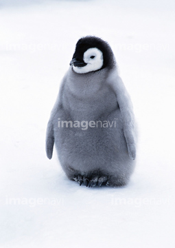 ペンギン 正面 かわいい の画像素材 生き物 イラスト Cgの写真素材ならイメージナビ