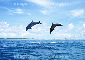 イルカ 海 冬 ジャンプ 動作 の画像素材 海の動物 生き物の写真素材ならイメージナビ