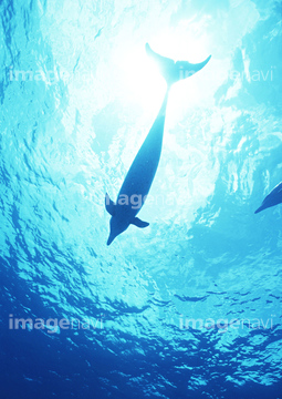 生き物 海の動物 イルカ 全身 の画像素材 写真素材ならイメージナビ