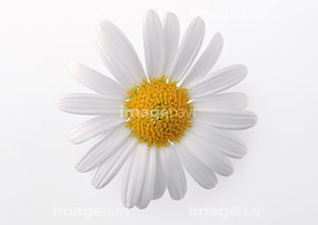 マーガレット の画像素材 花 植物の写真素材ならイメージナビ