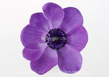 アネモネ 紫色 の画像素材 葉 花 植物の写真素材ならイメージナビ