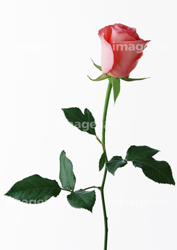 花 植物 花 バラ 1本 茎 の画像素材 写真素材ならイメージナビ