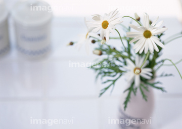 マーガレット 花瓶 切り花 の画像素材 花 植物の写真素材ならイメージナビ