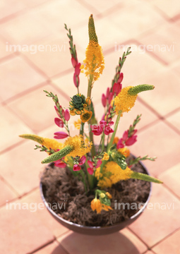 ブルビネラ の画像素材 花 植物の写真素材ならイメージナビ