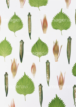 野菜 断面 ミョウガ ロイヤリティフリー の画像素材 和食 食べ物の写真素材ならイメージナビ